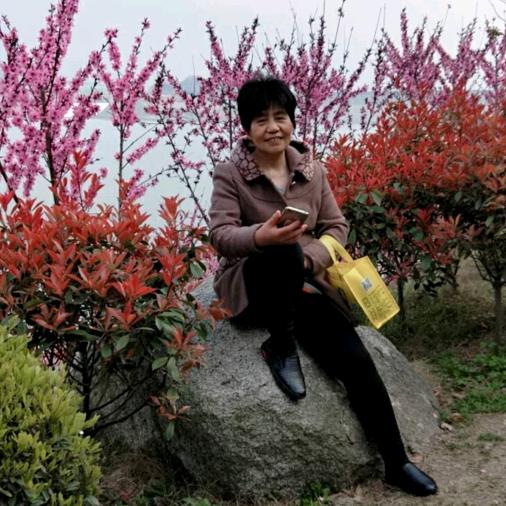昌菊