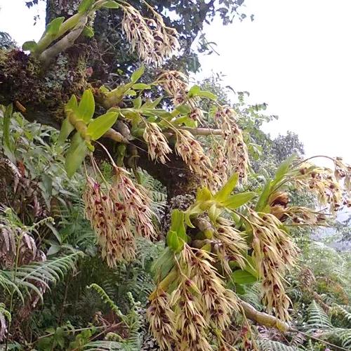 深山土特产