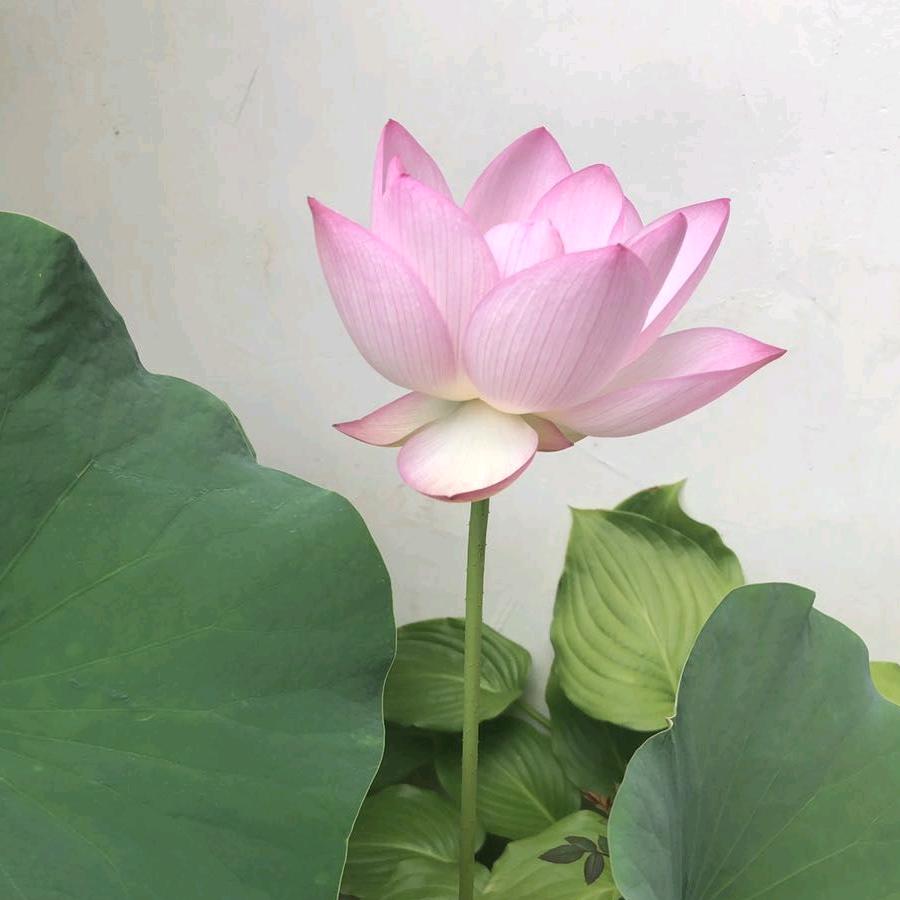 天天开心