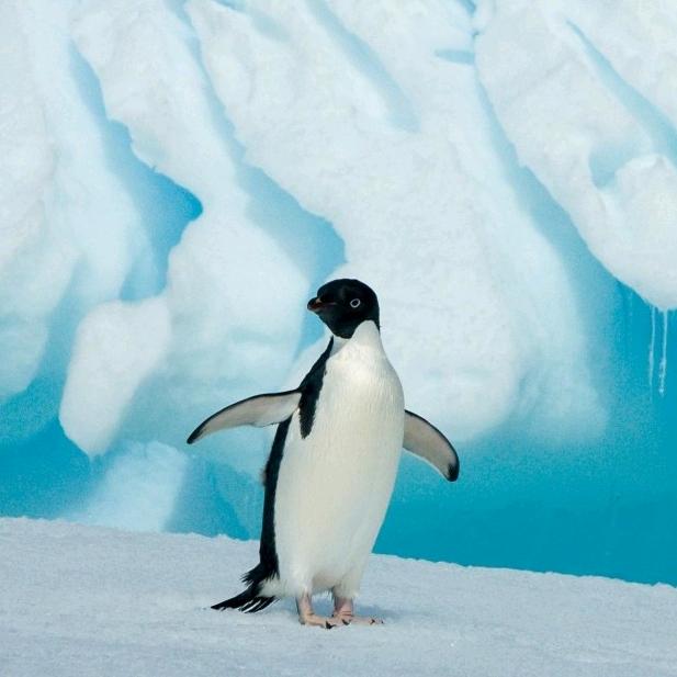 王哪跑（肥西）