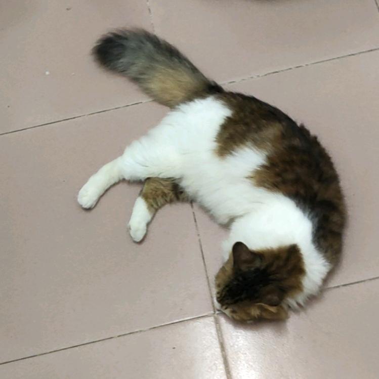 韩小新