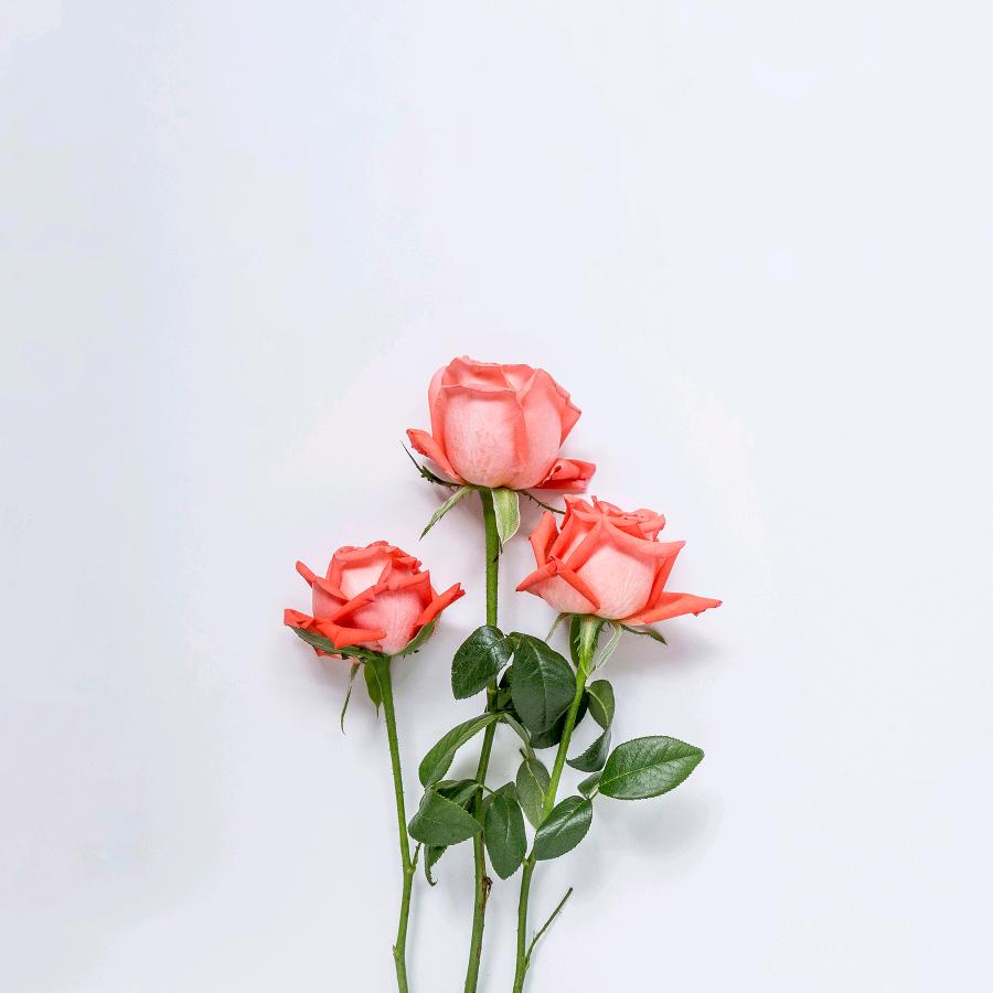 用户4223900889658山茶花