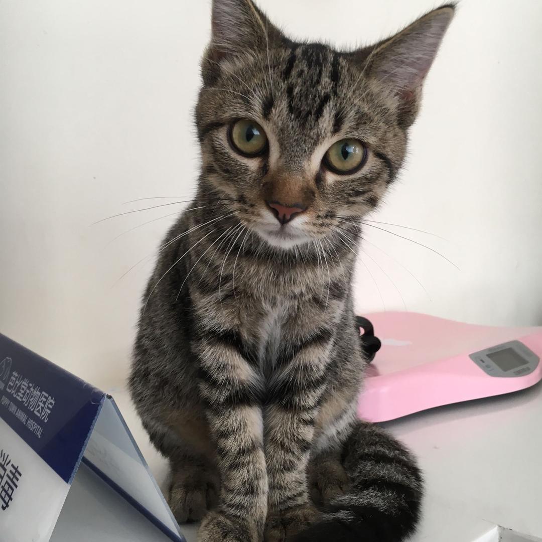 芝麻小朝开门咯