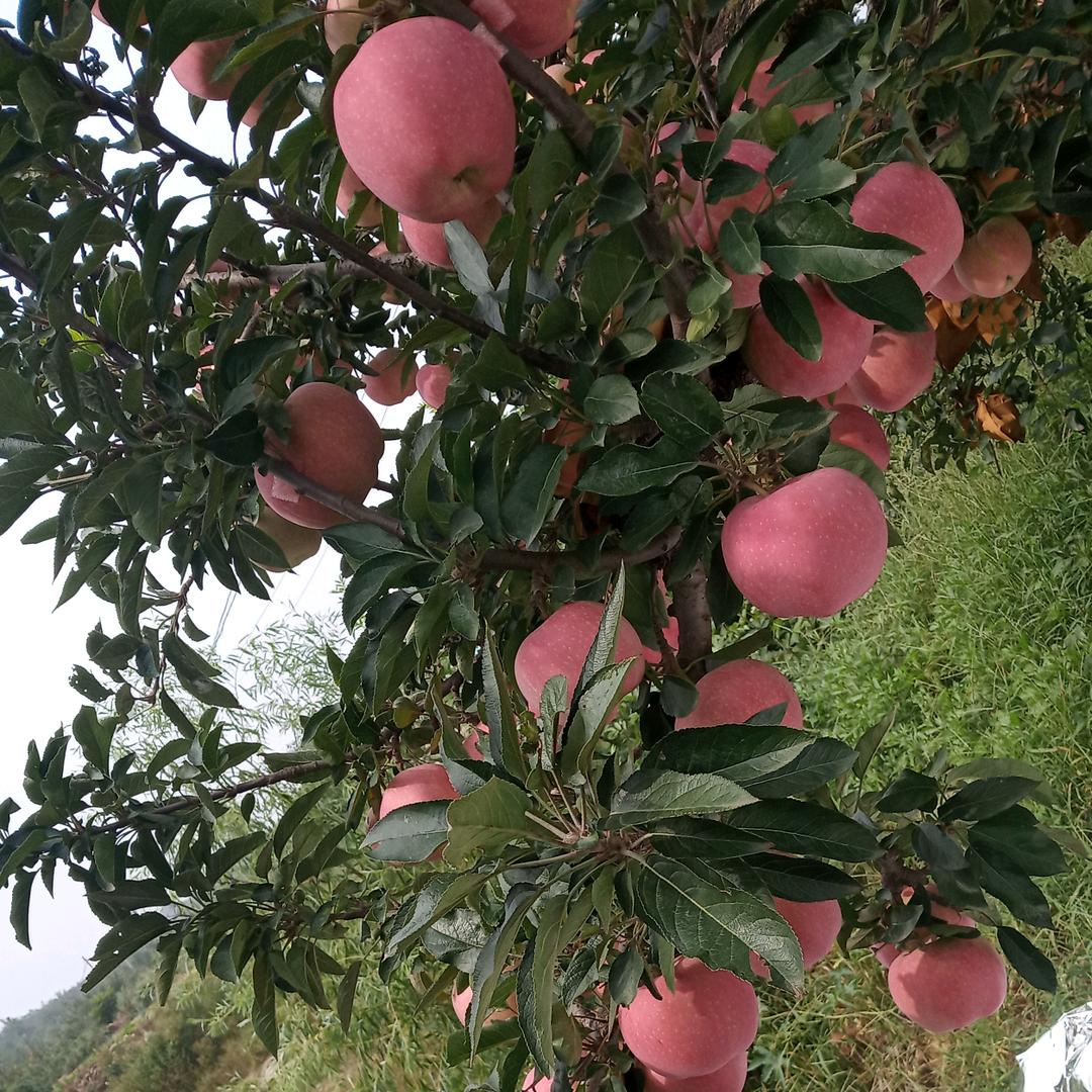烟台栖霞苹果产地