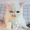 喵吉🐈