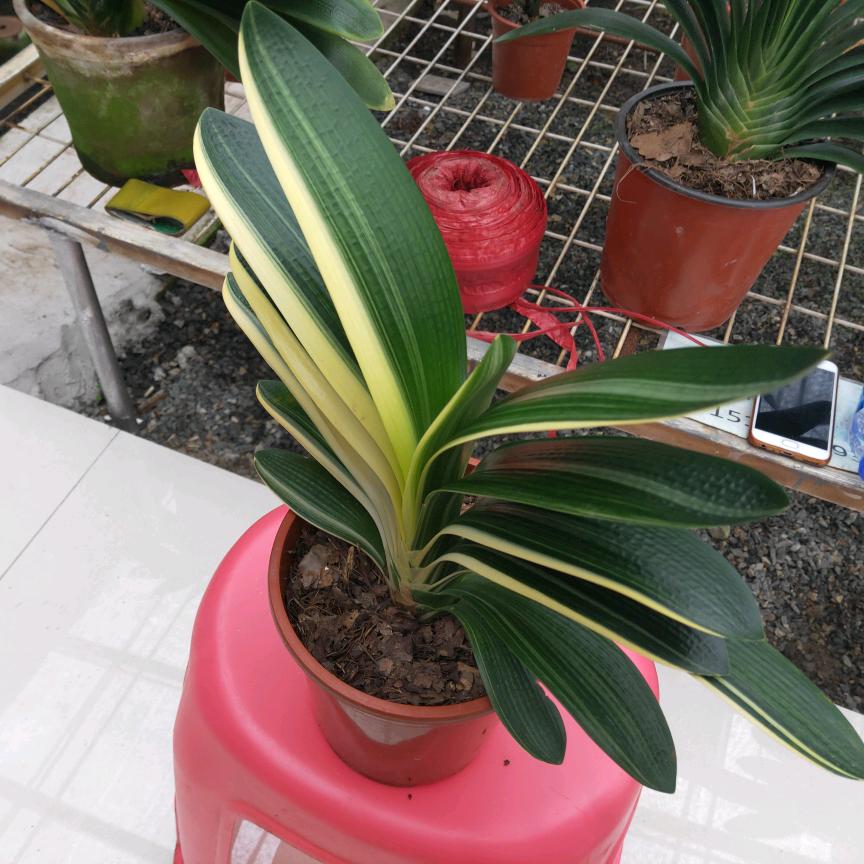 洪新君子兰