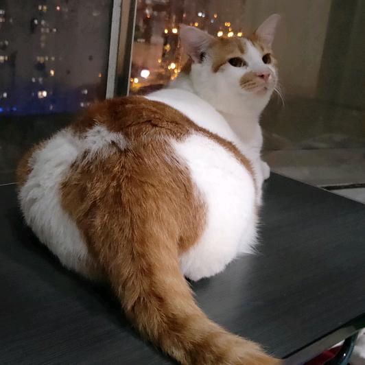 小黄家的三只猫