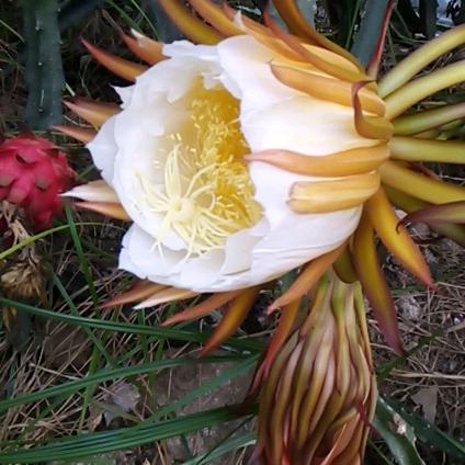 刘岗火龙果采摘园