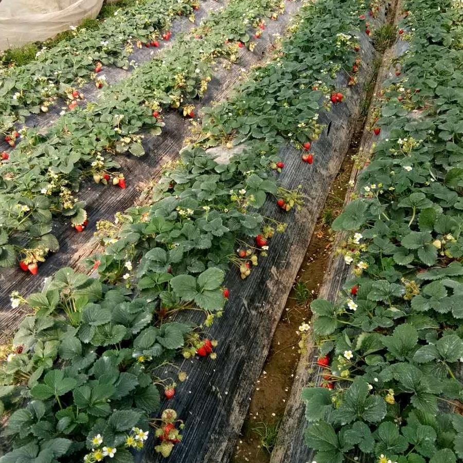 春芹