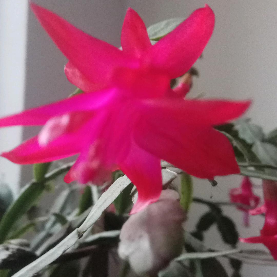 幸福花开