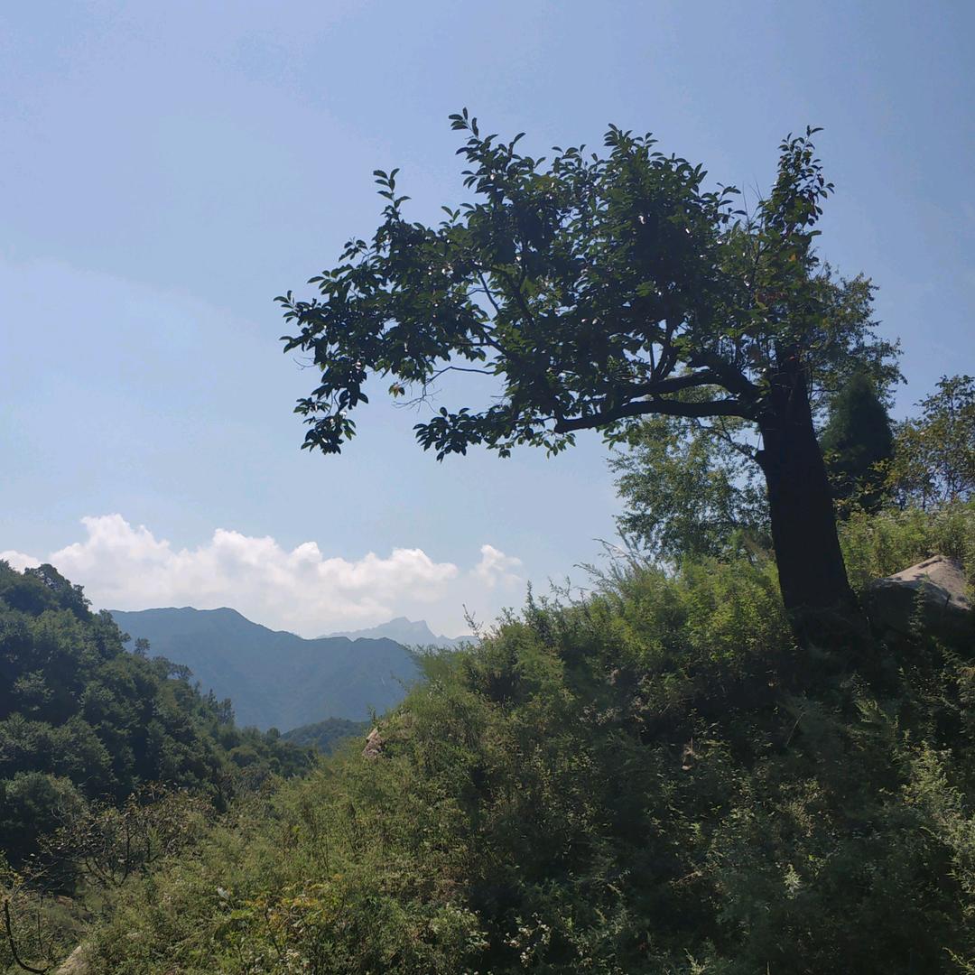 追击三百81里