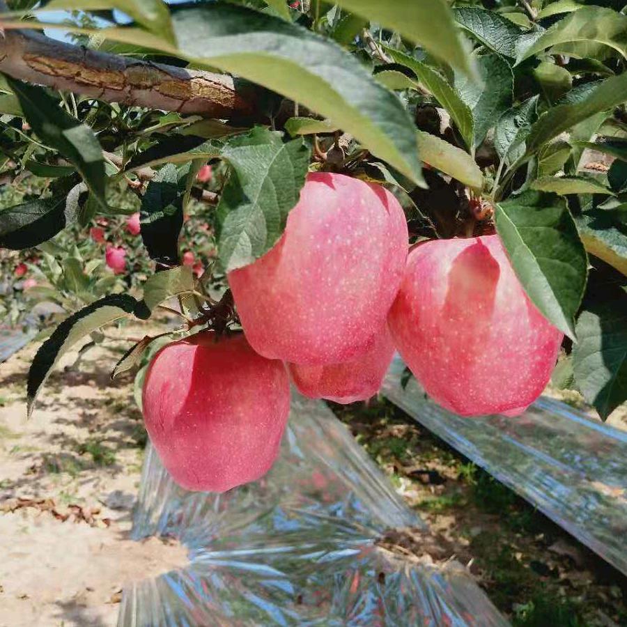 延长苹果总代理
