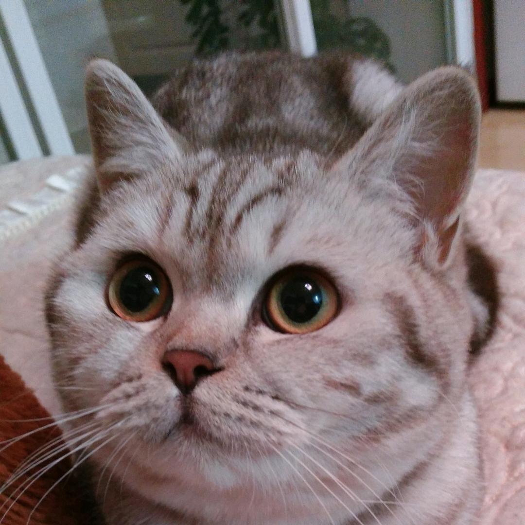 大连旦旦猫舍