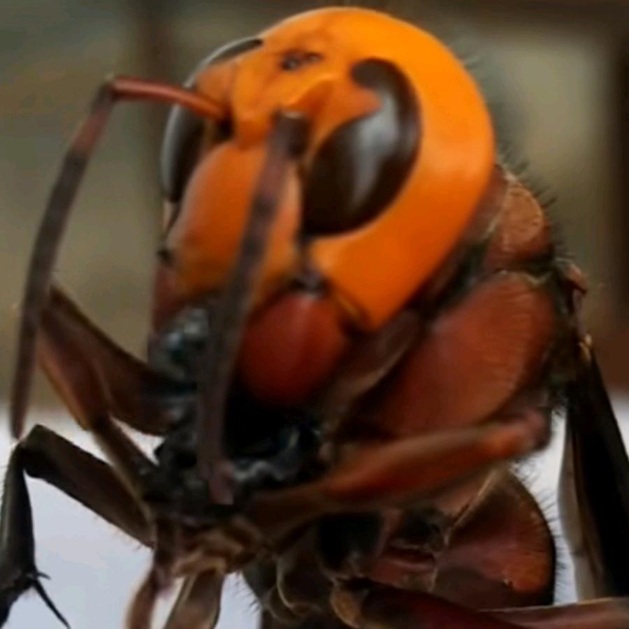 苗木人（小代）