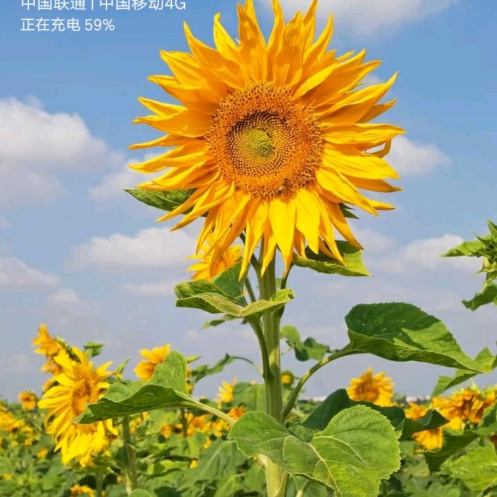 狼行天下