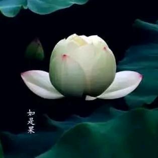 咫咫天涯