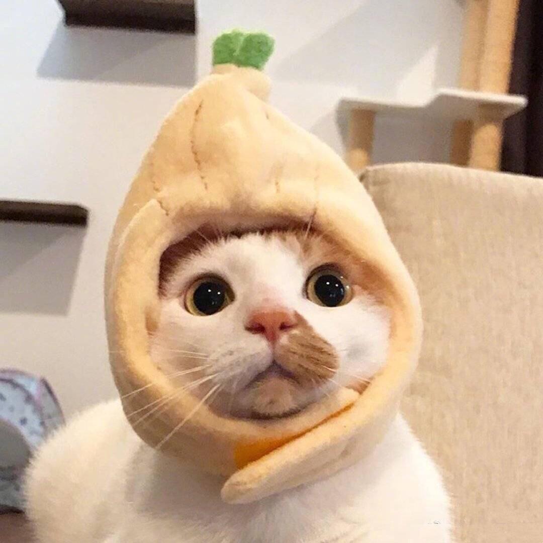 Mahaobooo