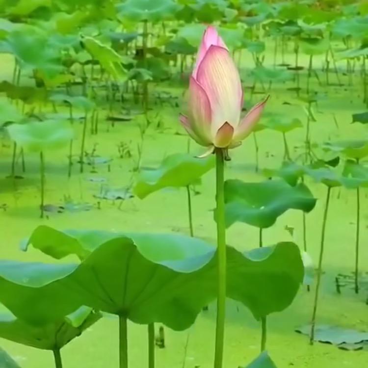 我本是农村人