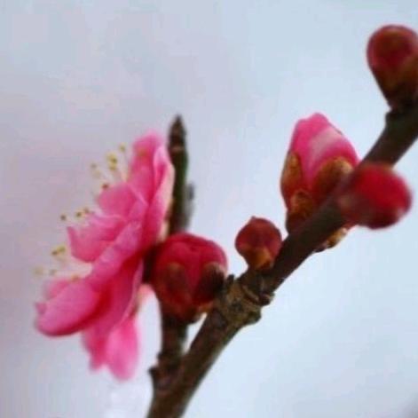 春暖花开1