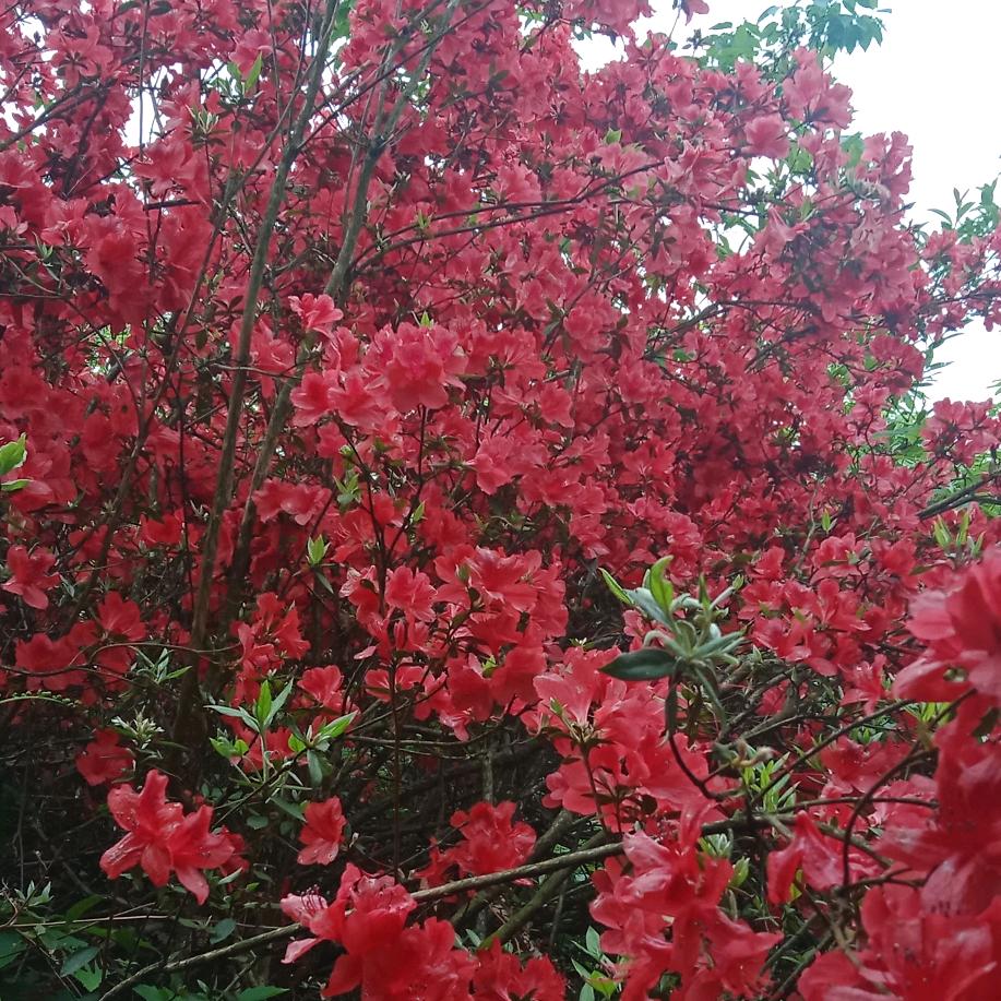 安好🍃（杨    聊天  唱歌）