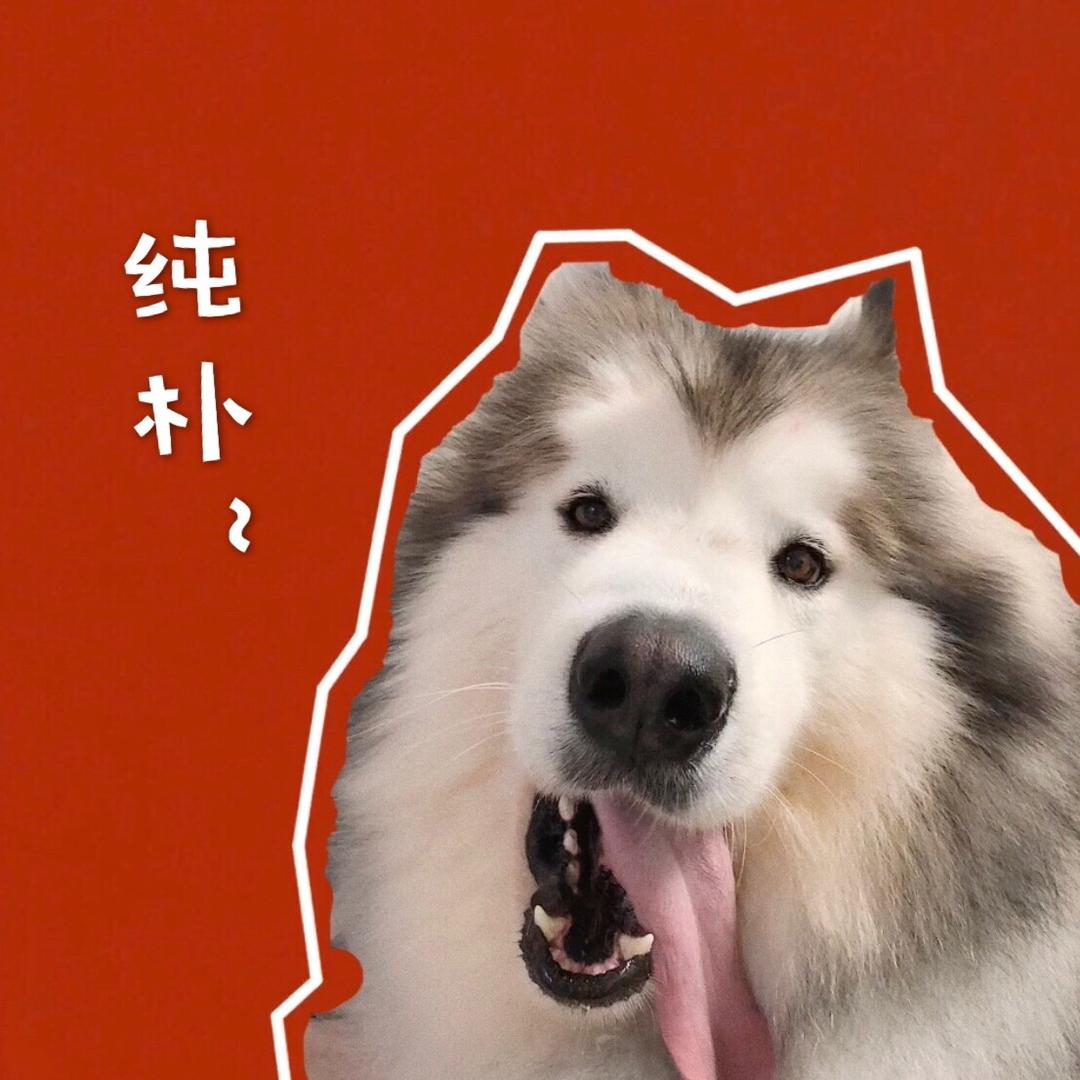 巴打的日常@抖音