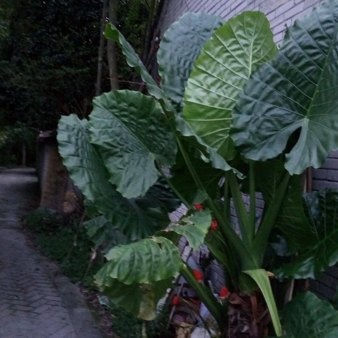 向日葵🌻的微笑