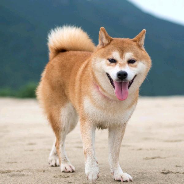 旺财策商铺