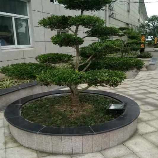 军事行动