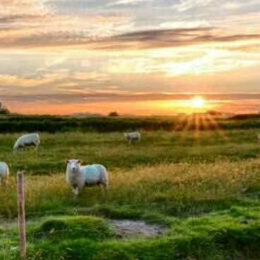 青草地，溪水边