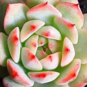 半亩田家庭农场