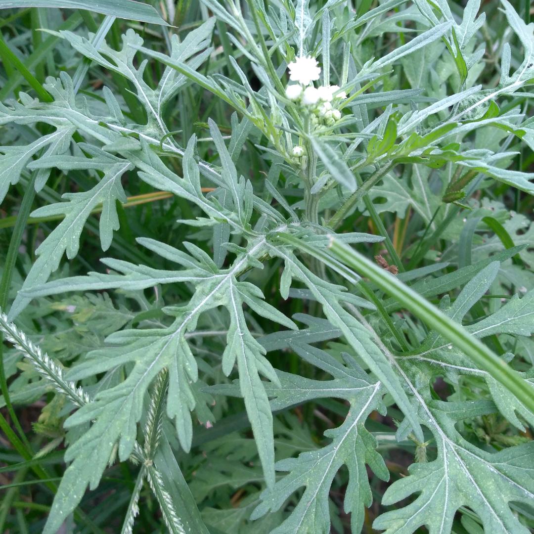 漂吧