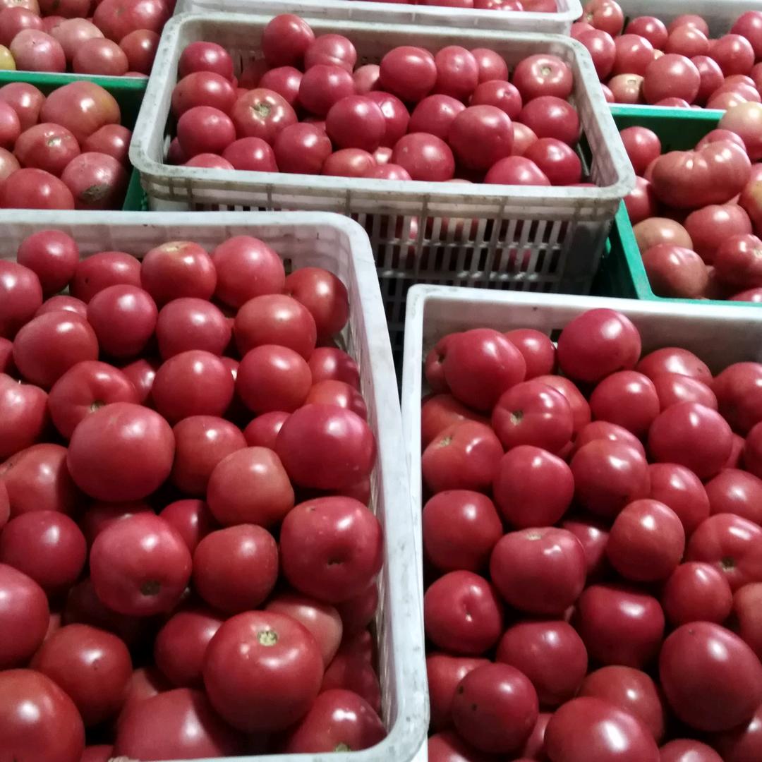 西红柿就叫洋柿子