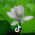 花好月圆