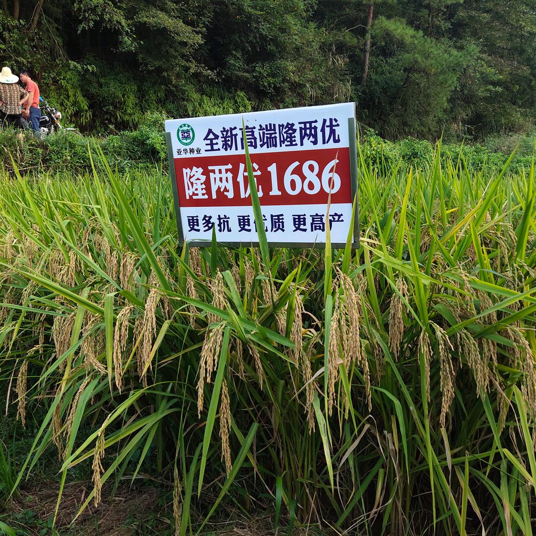 兴农种业