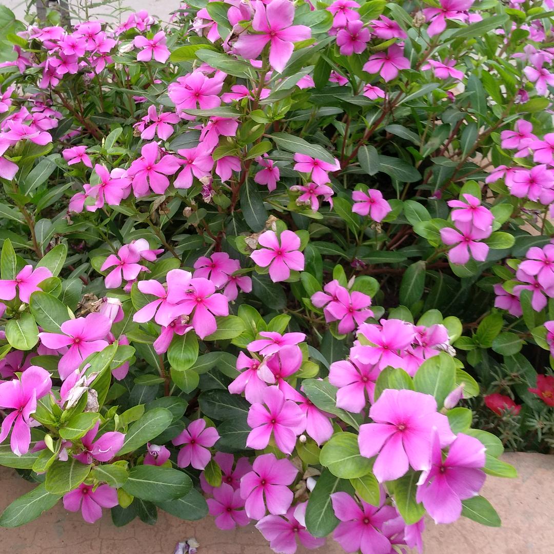 五个宝贝的妈妈- 😊