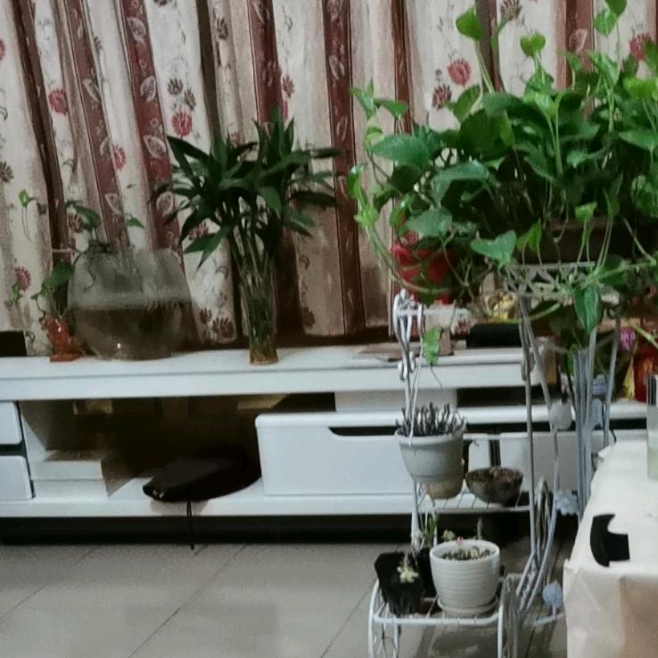 人淡如菊