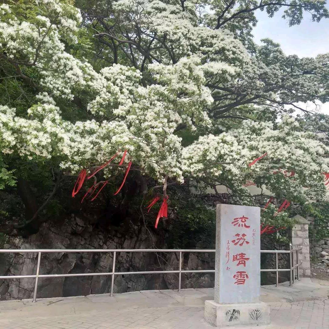 流苏晴雪