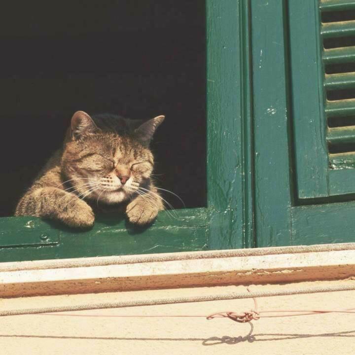 野猫