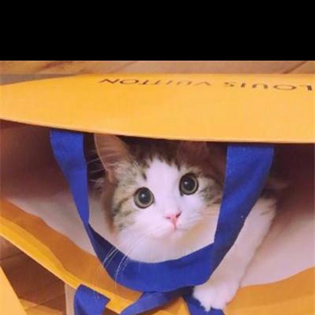 小猫