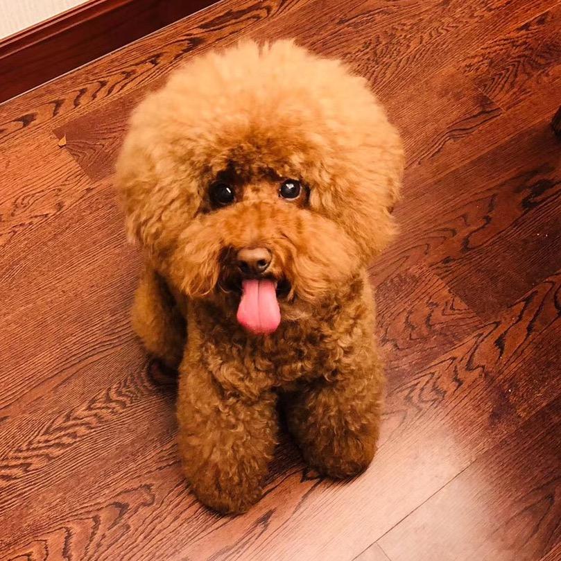 家有小诺宝🐶