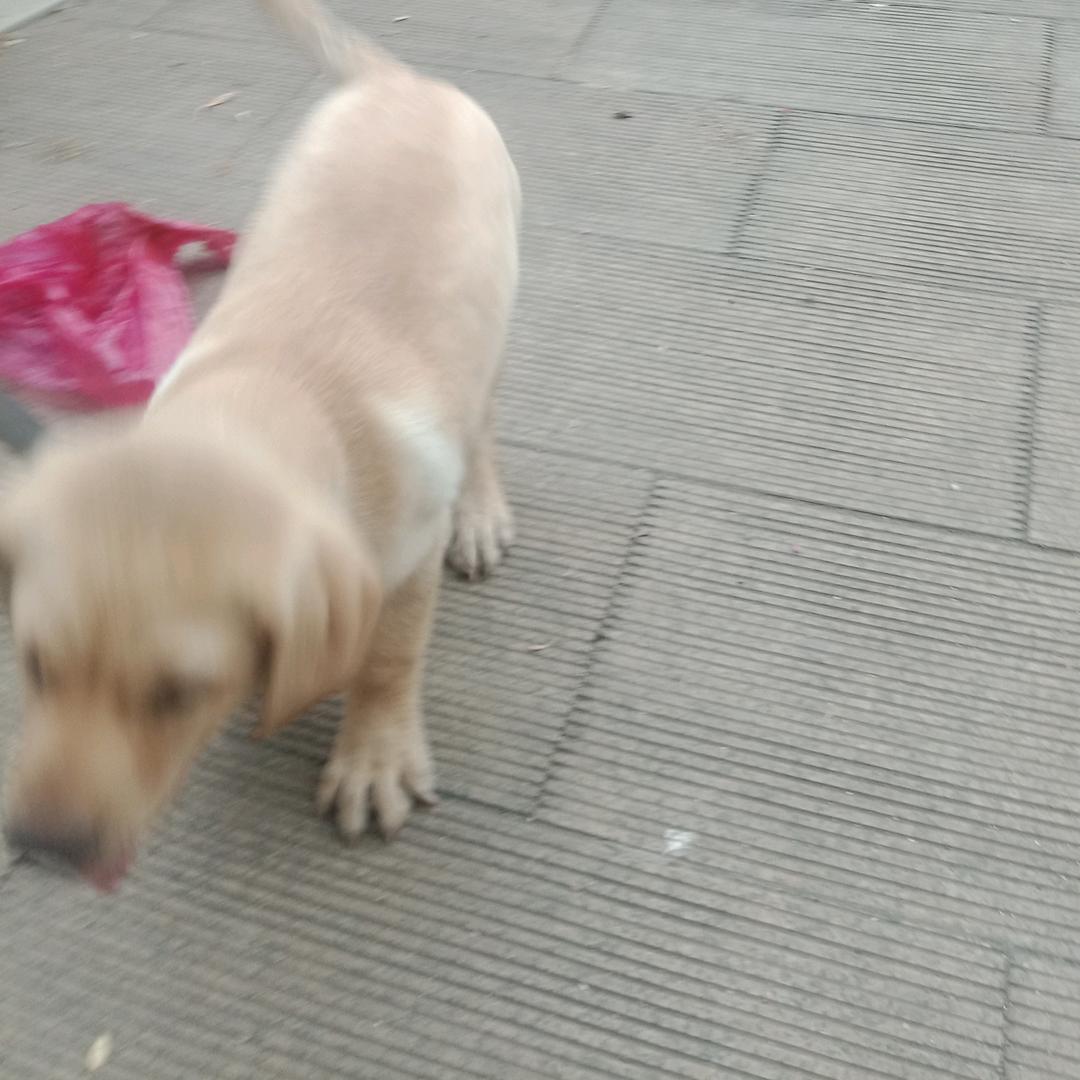 如意