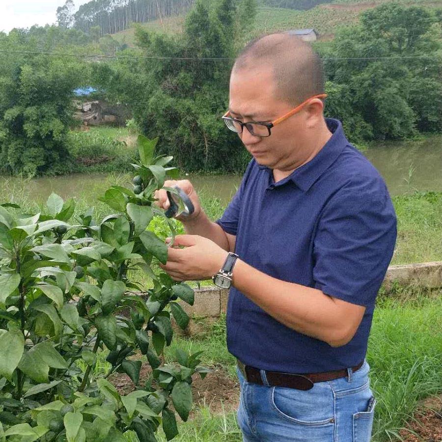 三和友红蜘蛛克星