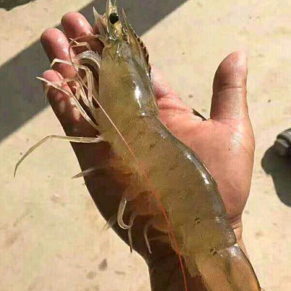 （淡水养虾浩南哥）渔业
