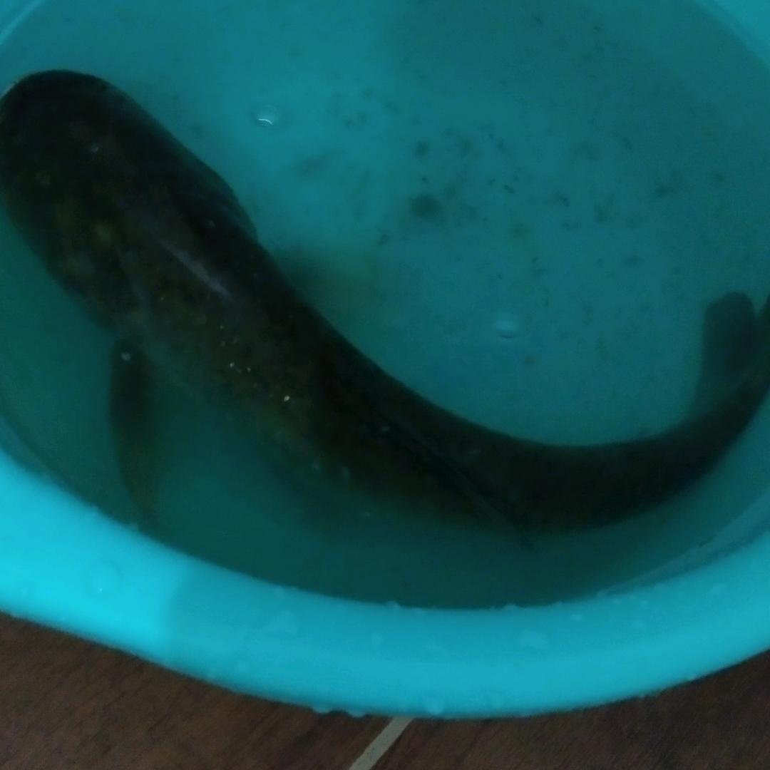 夏至未至