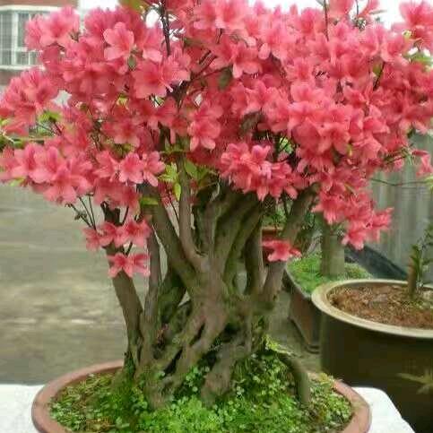 风雨无阻🌹👍🎵李哥