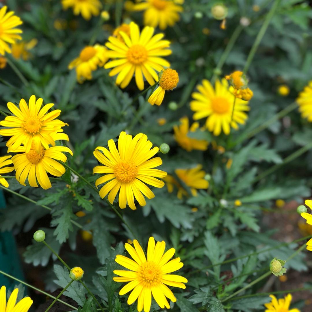 ꧁꫞꯭西洋菜ma꫞꧂