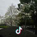 一生无将