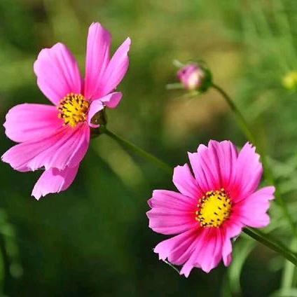 春暖花开🌸