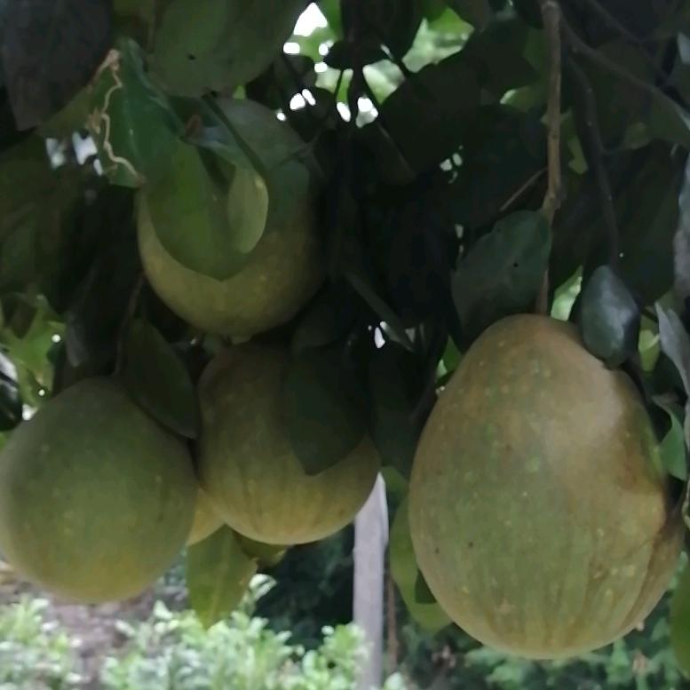 东莞市胶袋阿辉