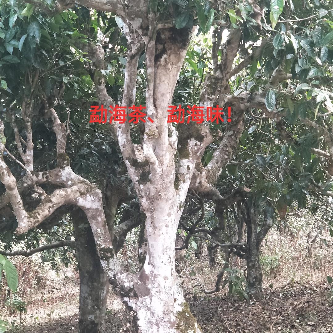 勐海泳澜鑫茶坊